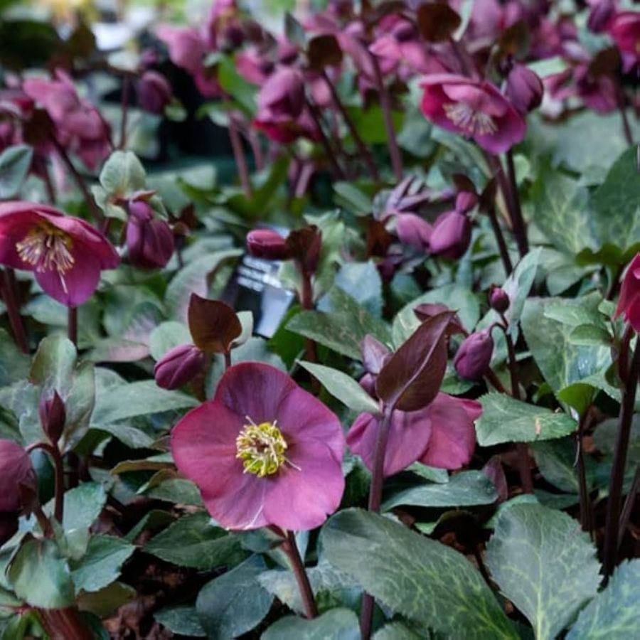 Морозник Ред Гибридс - Dolina-Sad.Ru