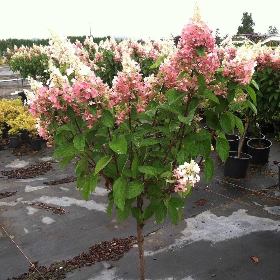 Гортензия метельчатая Пинки Винки на штамбе - Dolina-Sad.Ru