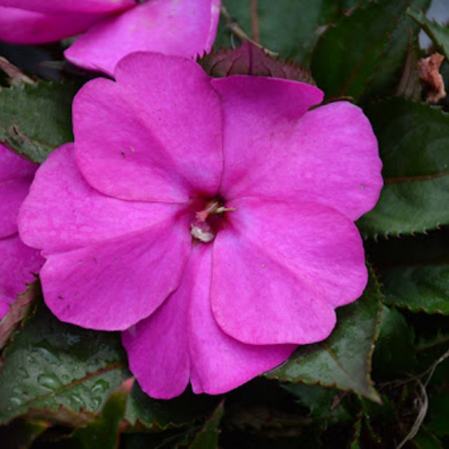 Бальзамин новогвинейский Санпатиес Дарк Лилак - Dolina-Sad.Ru