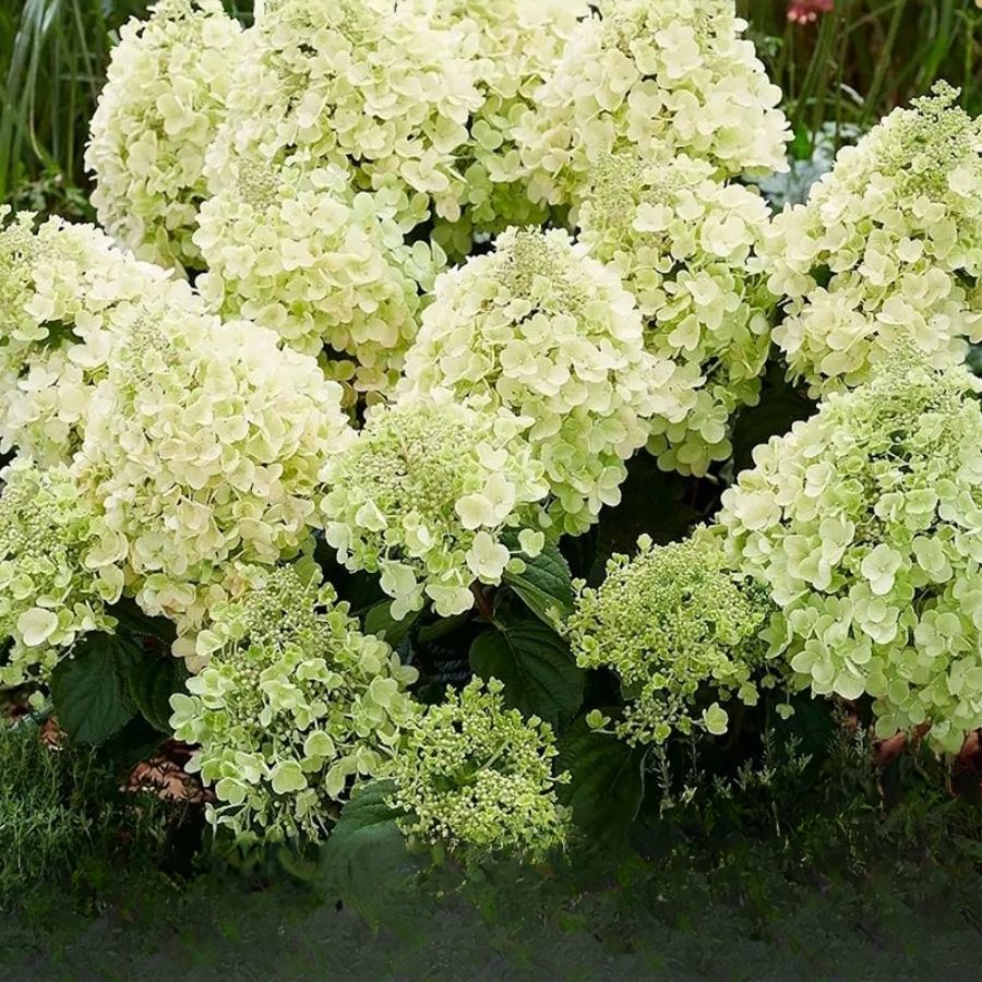 Гортензия метельчатая Би Хеппи, С2 - Dolina-Sad.Ru