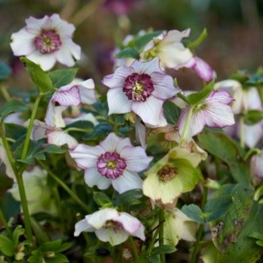 Морозник Винтер Эмоушнс Анемон Пикоти - Dolina-Sad.Ru