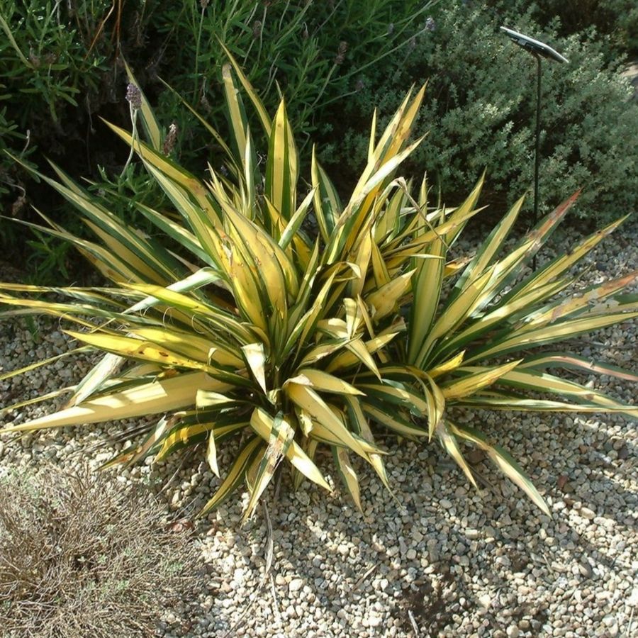 Юкка Колор Гуард - Dolina-Sad.Ru