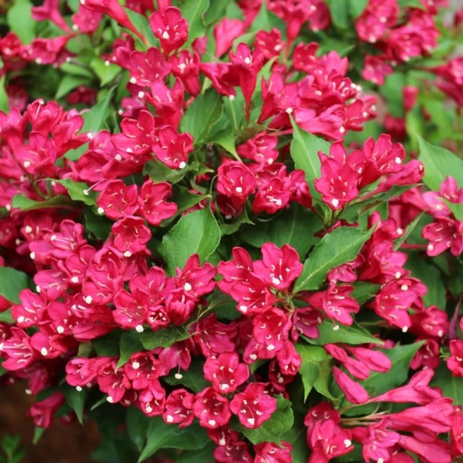 Вейгела Эвита, С3 Вейгела Эвита, С3 - Dolina-Sad.Ru