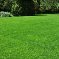 Газонная трава Парк, 500 гр Газонная трава Парк, 500 гр - Dolina-Sad.Ru