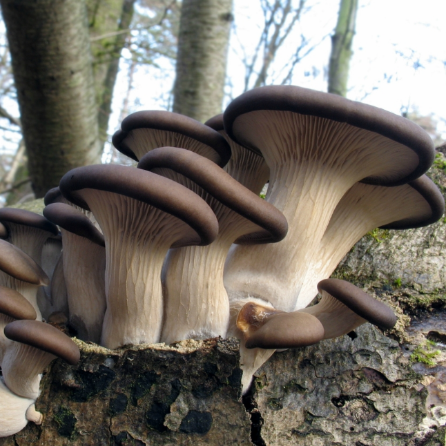 Вешенка обыкновенная (дер. палочке) фото