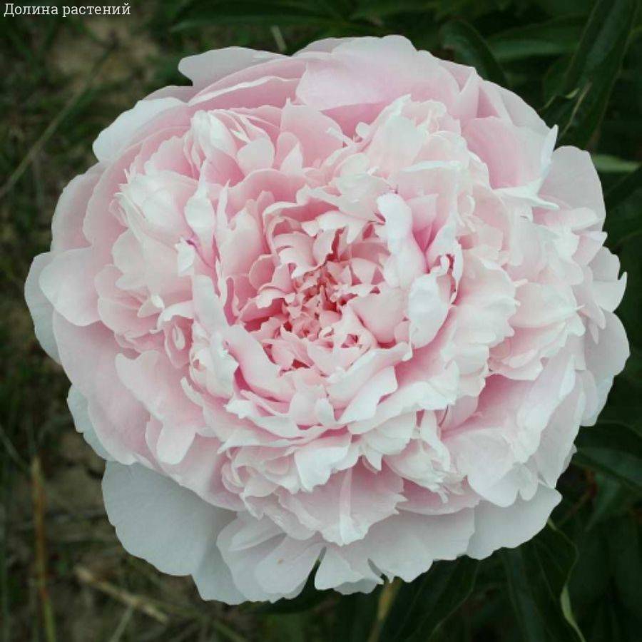 Пион Алис Хардинг - Dolina-Sad.Ru