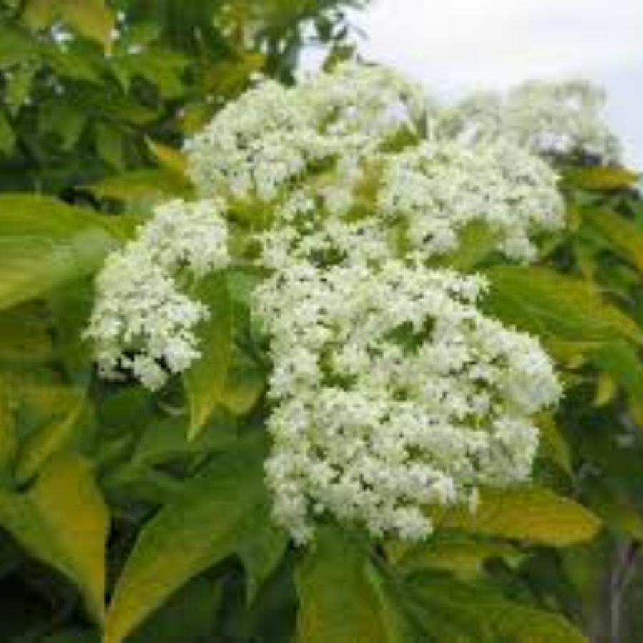 Бузина чёрная Ауреа, С3 - Dolina-Sad.Ru