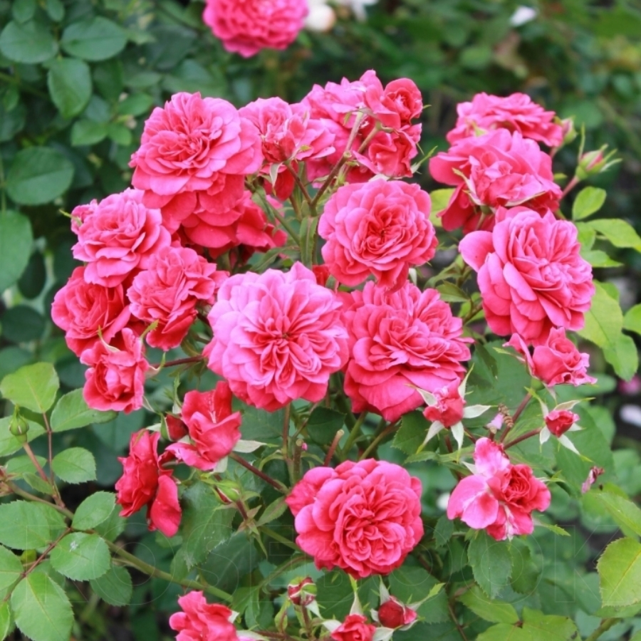 Роза Сангрия в горшке - Dolina-Sad.Ru