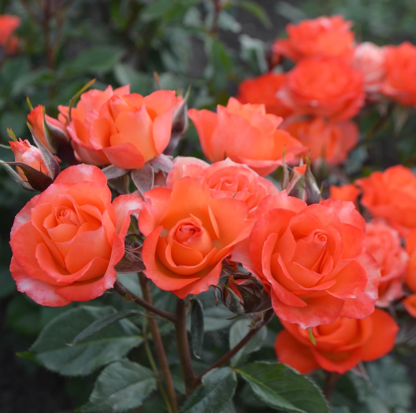 Роза Алегрия - Dolina-Sad.Ru