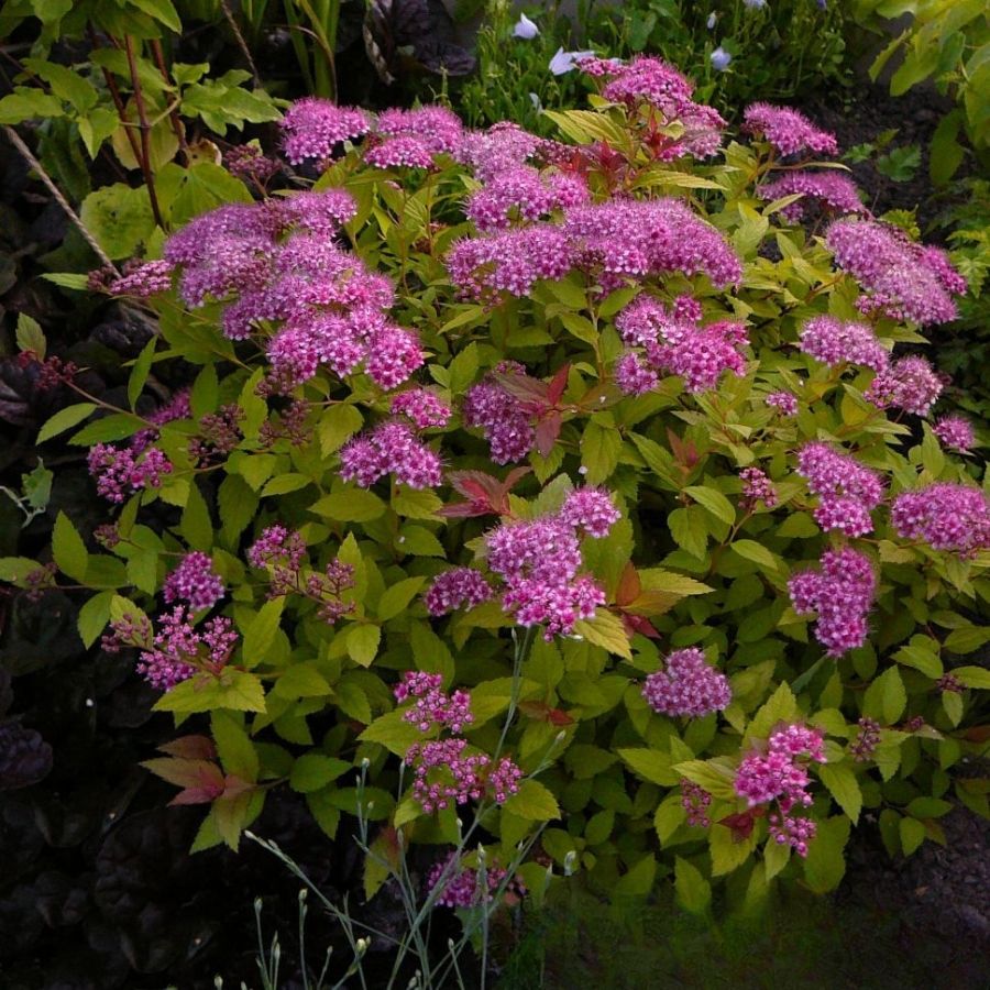 Спирея японская Манон, С2 - Dolina-Sad.Ru