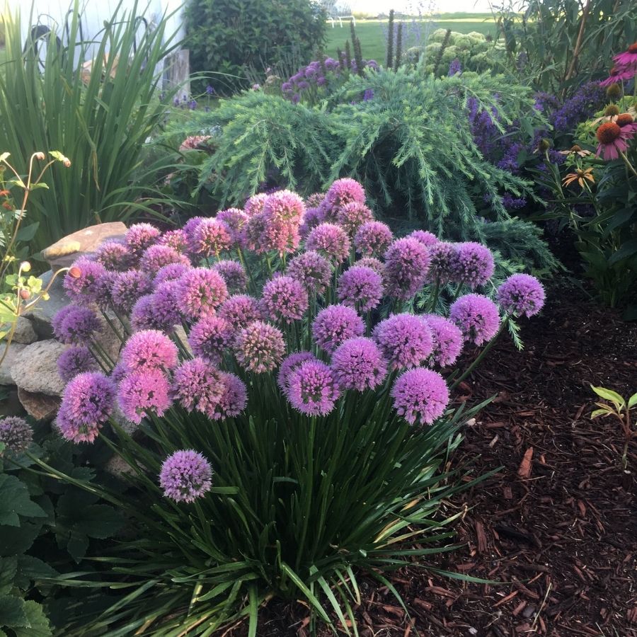 Аллиум Миллениум - Dolina-Sad.Ru