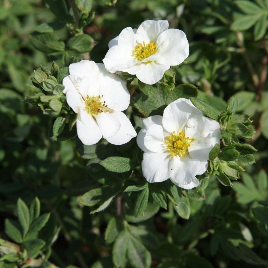 Лапчатка Крем Брюле, С1,5 - Dolina-Sad.Ru