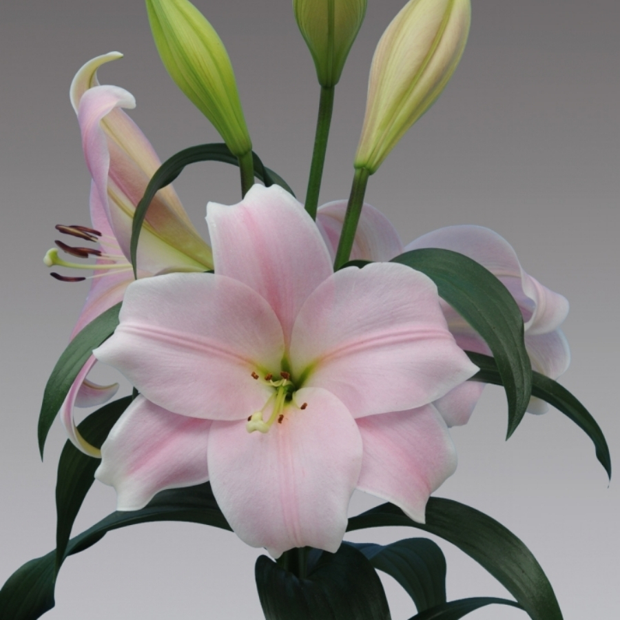 Лилия Кали Лилия Кали - Dolina-Sad.Ru