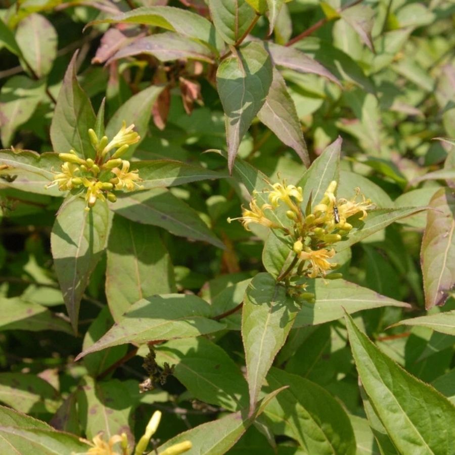 Диервилла сидячелистная Баттерфляй, С3 - Dolina-Sad.Ru