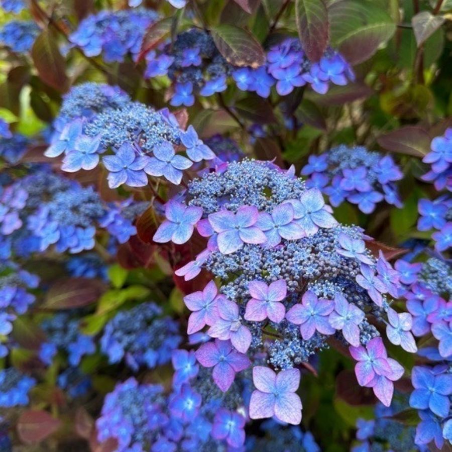 Гортензия пильчатая Барка, С3 - Dolina-Sad.Ru