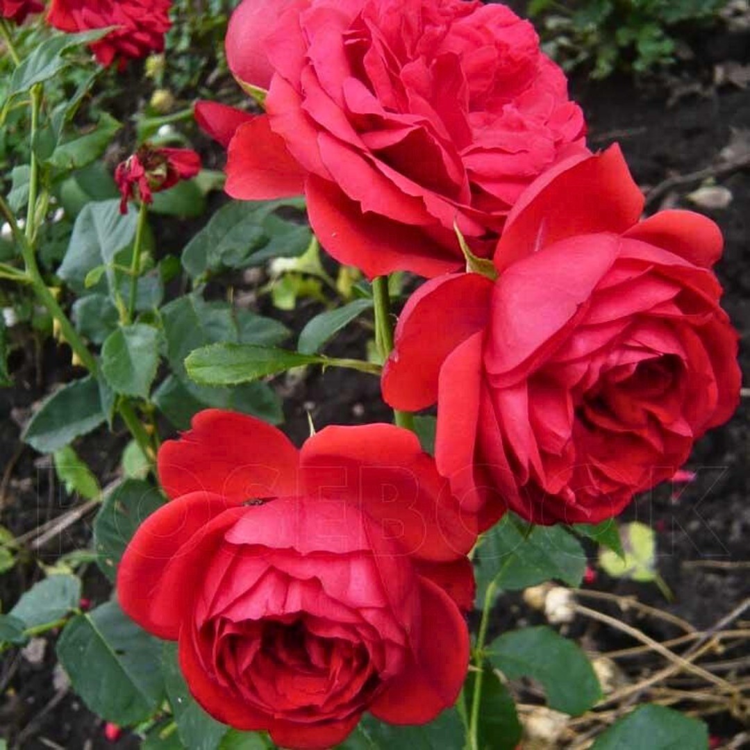 Роза Ален в горшке - Dolina-Sad.Ru