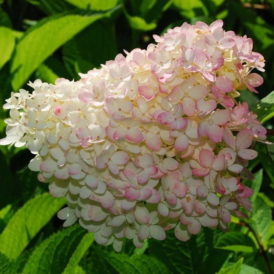 Гортензия метельчатая Грандифлора, С3 Гортензия метельчатая Грандифлора, С3 - Dolina-Sad.Ru