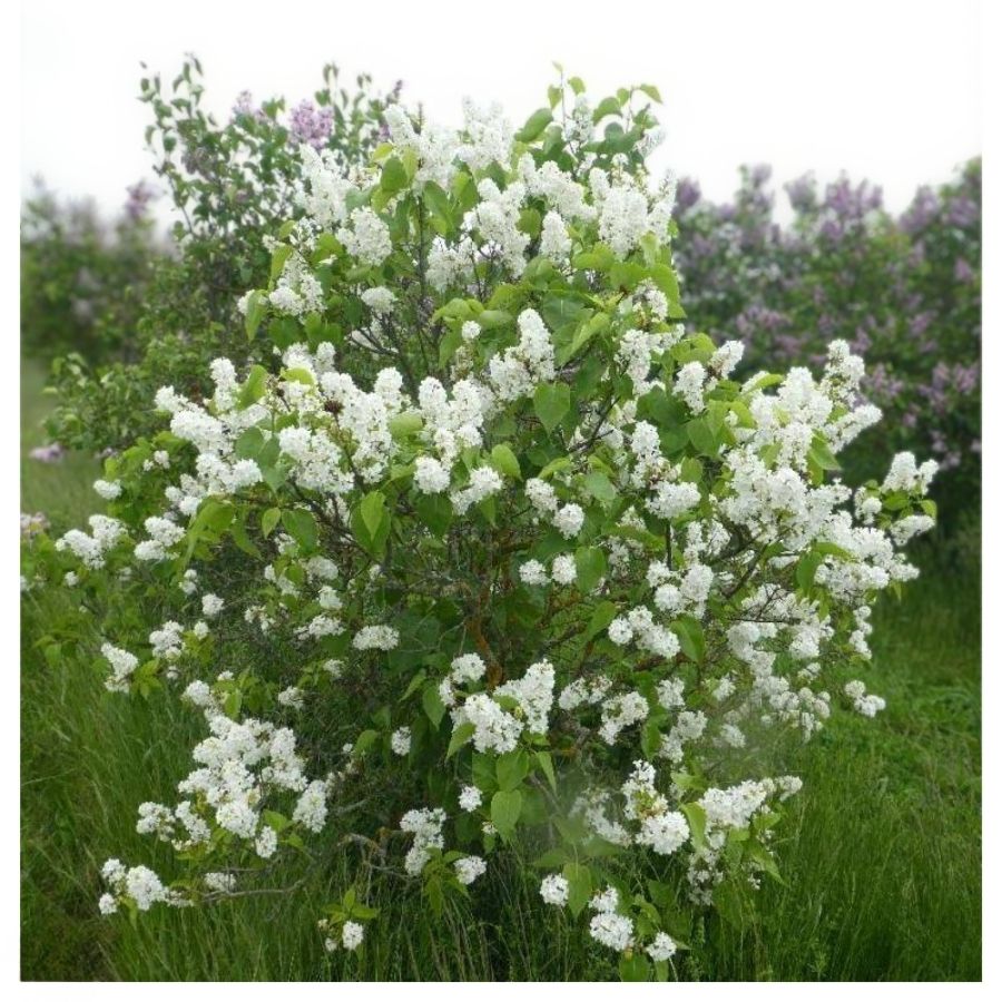 Сирень Мадам Флорен Степман, С3 - Dolina-Sad.Ru