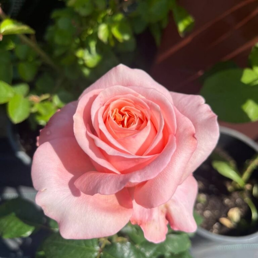 Роза Лондон Ай в горшке - Dolina-Sad.Ru