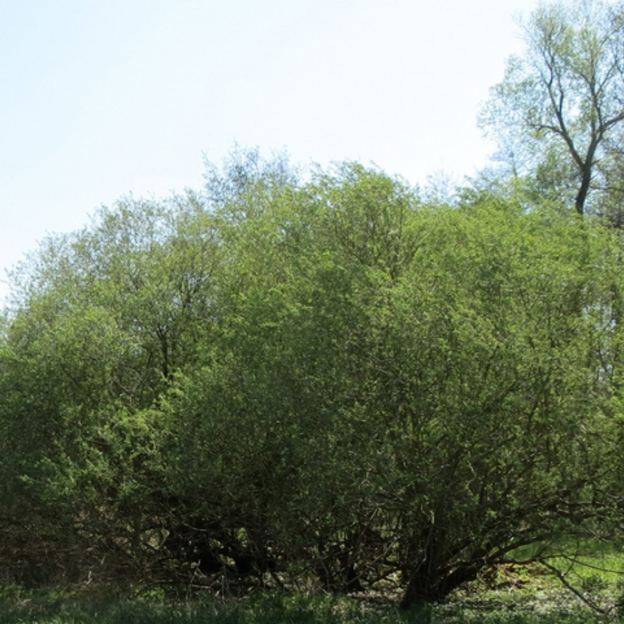 Ива пурпурная, С3 - Dolina-Sad.Ru