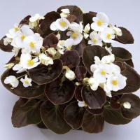 Бегония Инферно белая F1, гранул. пробирка Бегония Инферно белая F1, гранул. пробирка - Dolina-Sad.Ru