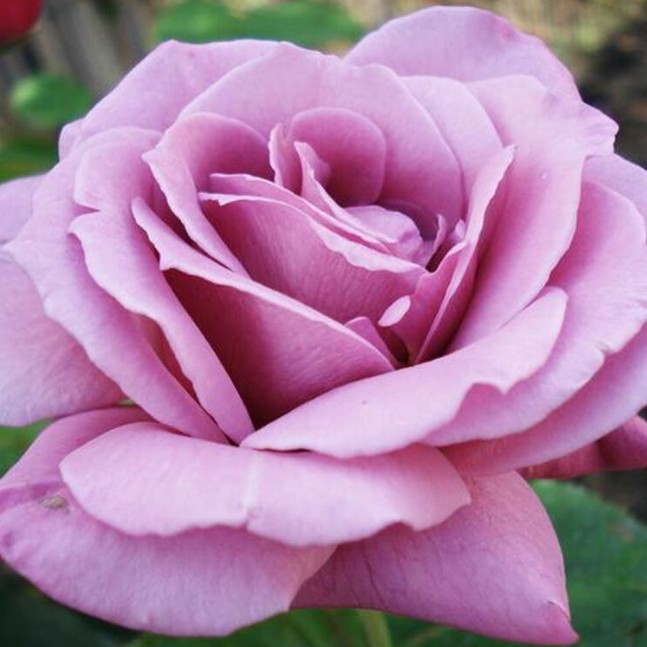 Роза Россион в горшке - Dolina-Sad.Ru