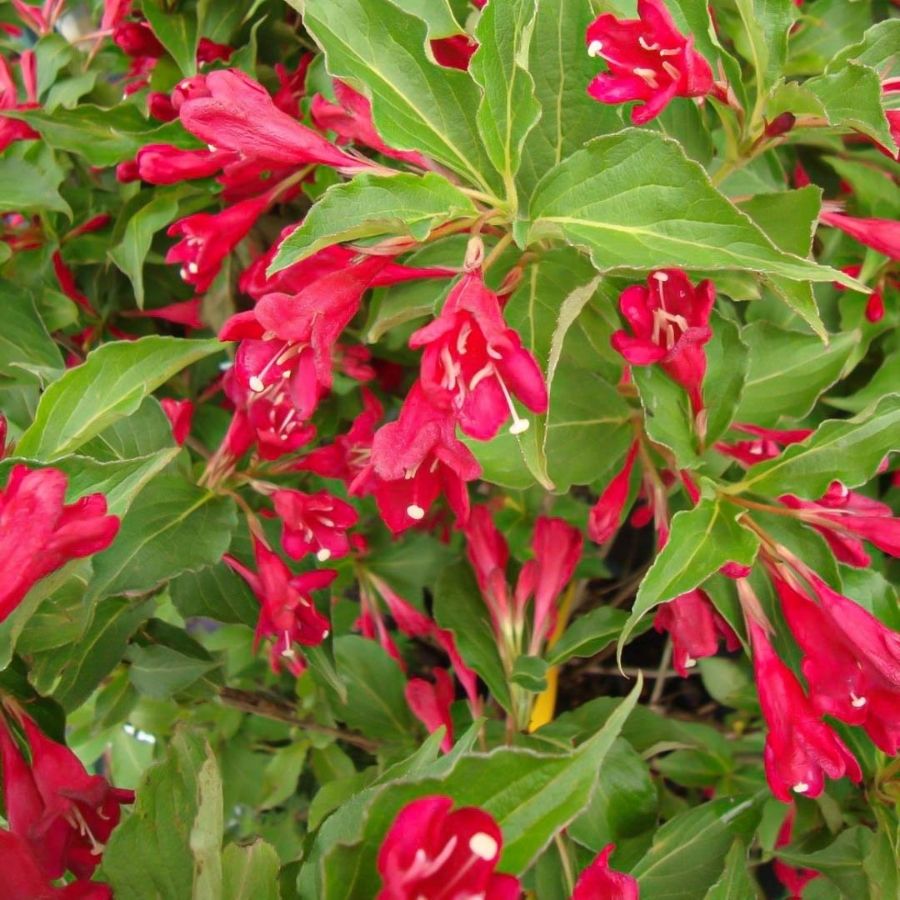 Вейгела Ред Принц, С3 Вейгела Ред Принц, С3 - Dolina-Sad.Ru