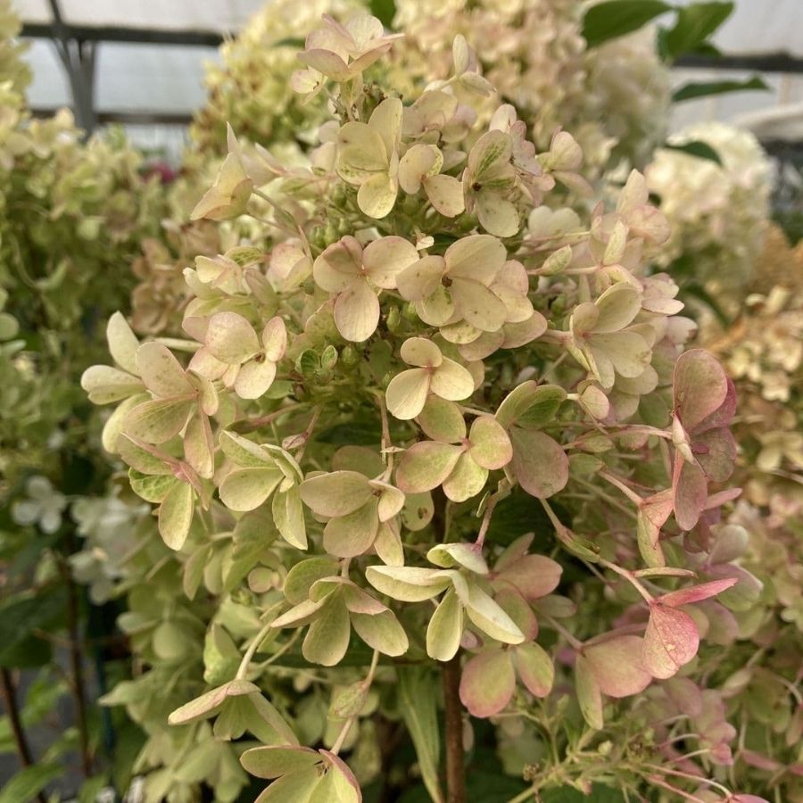 Гортензия метельчатая Милк энд Хани, С1,5 - Dolina-Sad.Ru