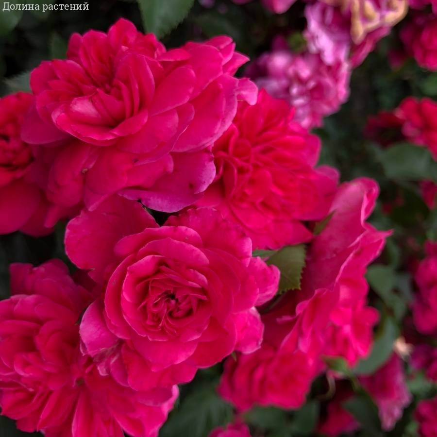 Роза Сангрия в горшке - Dolina-Sad.Ru