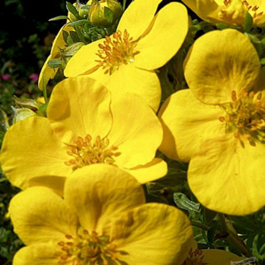 Лапчатка кустарниковая Хакманс Гигант, С1,5 - Dolina-Sad.Ru