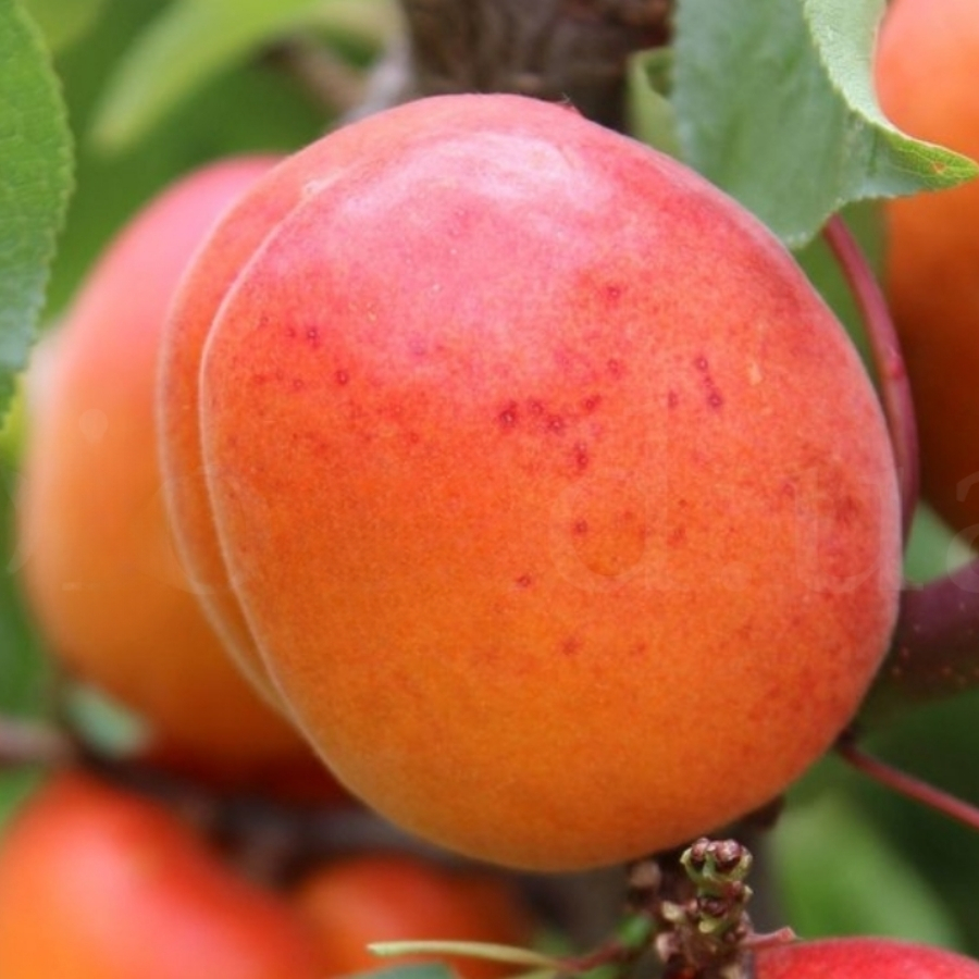 Абрикос Венгерский - Dolina-Sad.Ru