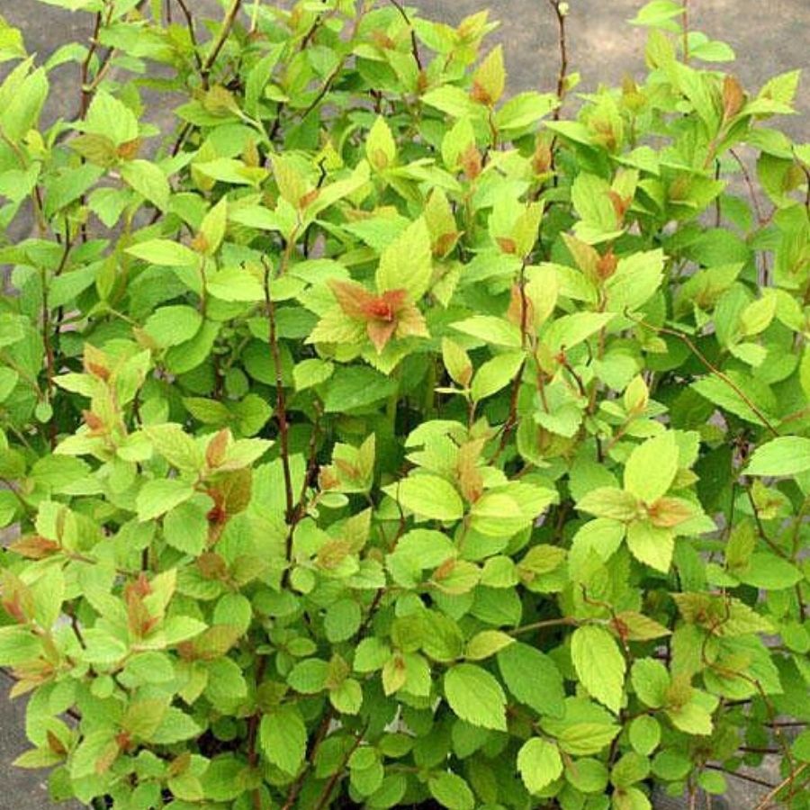 Спирея японская Манон, С2 - Dolina-Sad.Ru