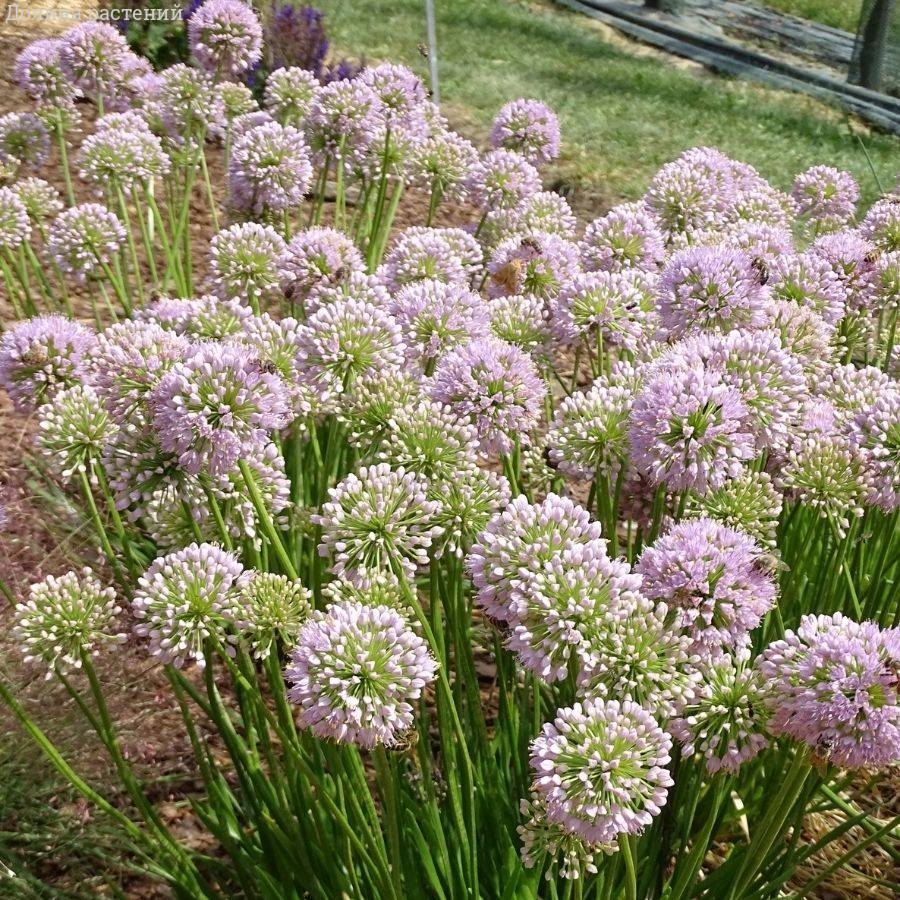 Аллиум Ин Орбит - Dolina-Sad.Ru