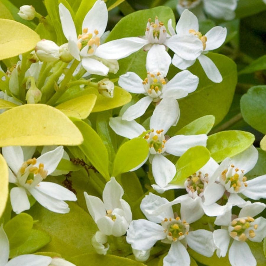 Шуазия троичатая Голдфингер - Dolina-Sad.Ru