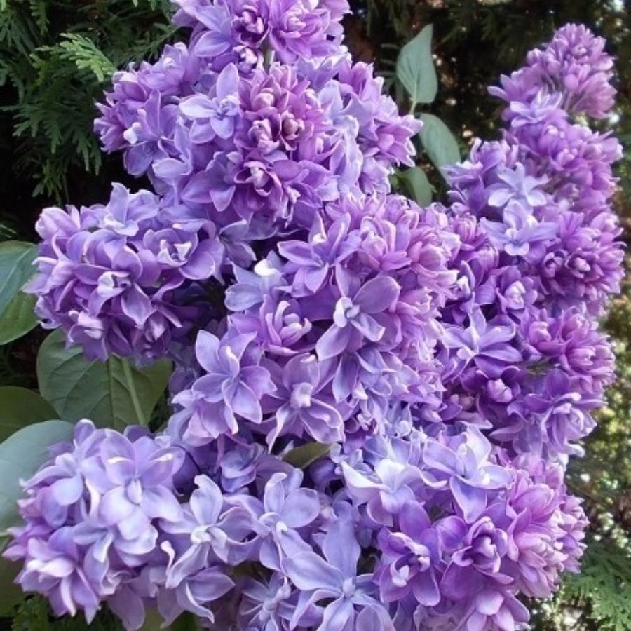 Сирень обыкновенная Надежда, С3 - Dolina-Sad.Ru