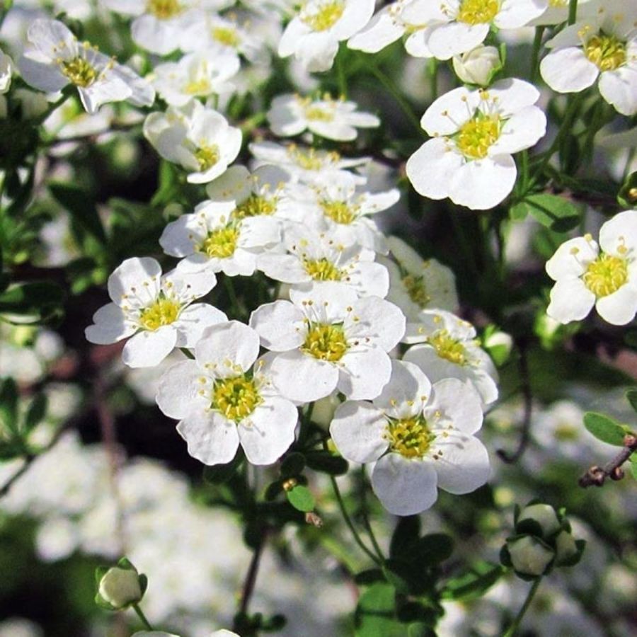 Спирея стелющаяся, С3 - Dolina-Sad.Ru