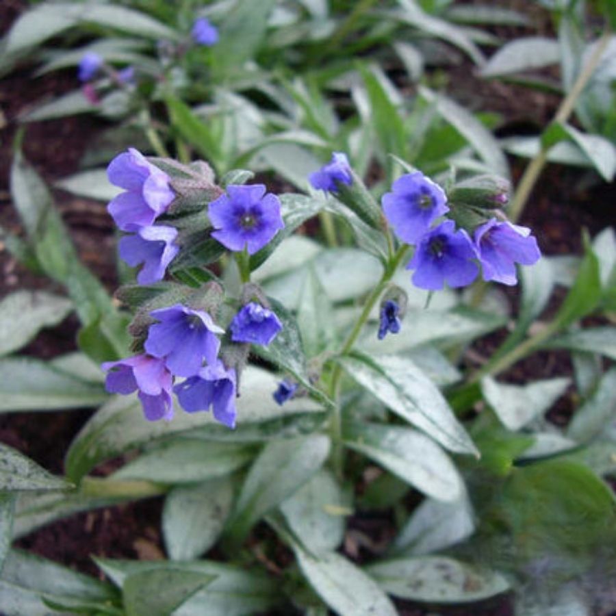 Медуница Самурай - Dolina-Sad.Ru