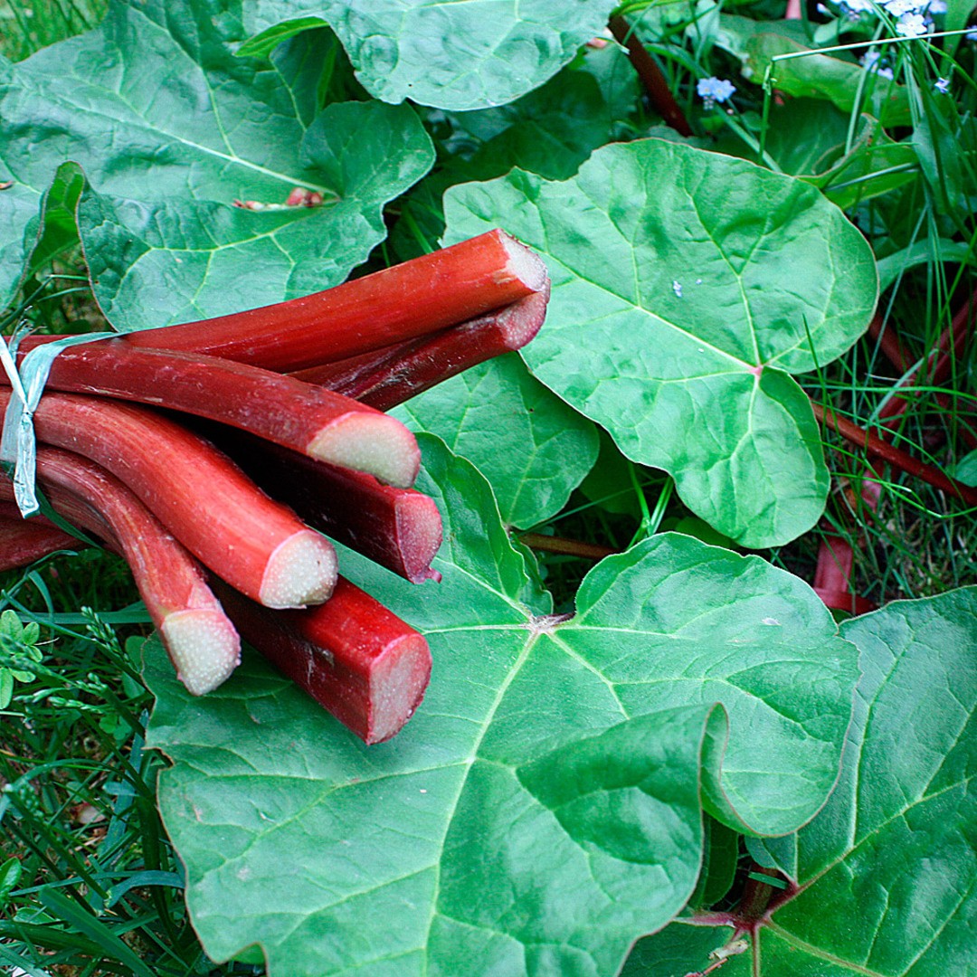 Ревень Хольштайнер Блут Ревень Хольштайнер Блут - Dolina-Sad.Ru