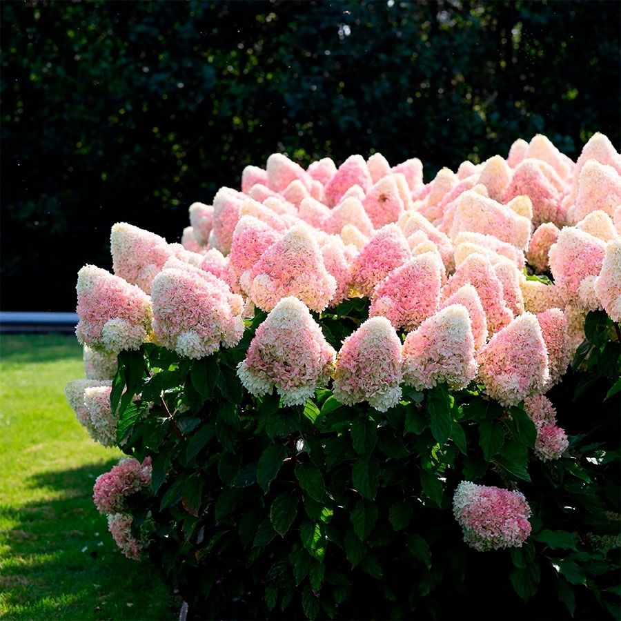 Гортензия метельчатая Расберри Пинк С3 - Dolina-Sad.Ru