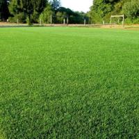 Газонная трава Спорт-универсал, 500 гр Газонная трава Спорт-универсал, 500 гр - Dolina-Sad.Ru