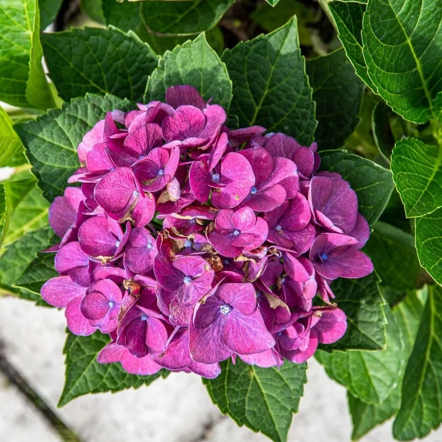 Гортензия крупнолистная Джип Блю Гортензия крупнолистная Джип Блю - Dolina-Sad.Ru