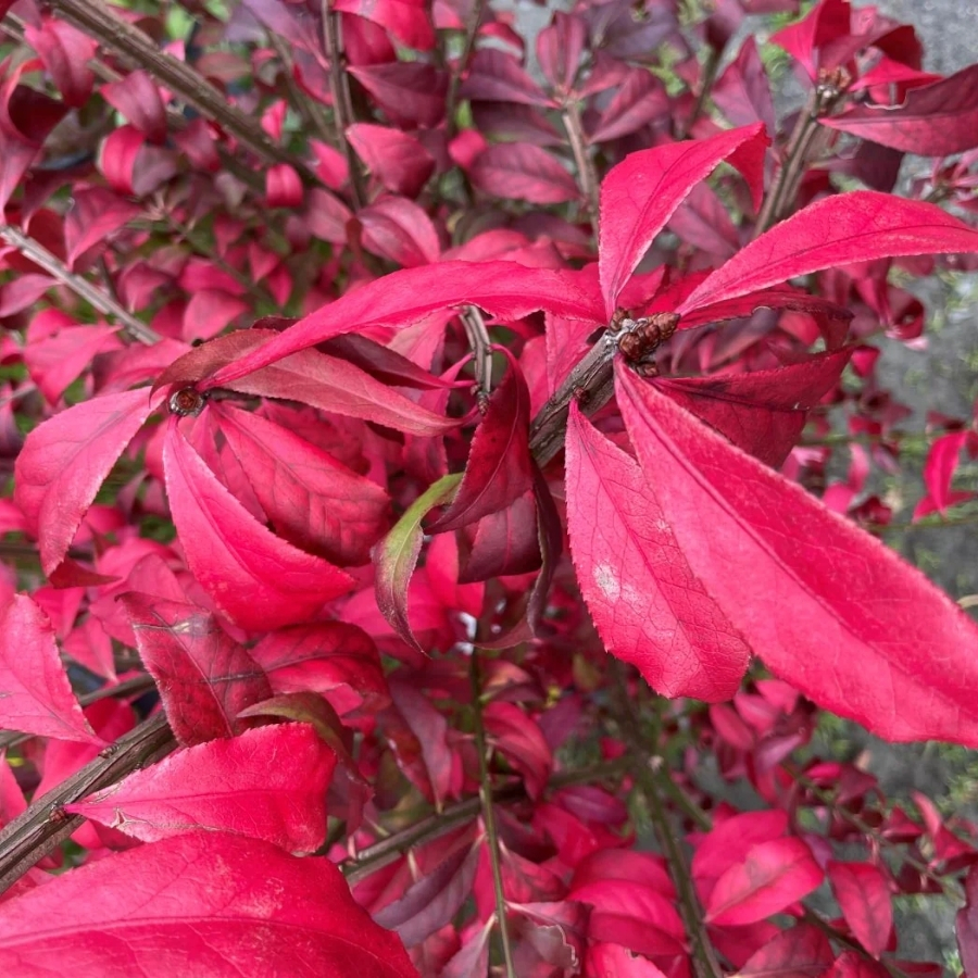 Бересклет крылатый Компактус, С3 - Dolina-Sad.Ru