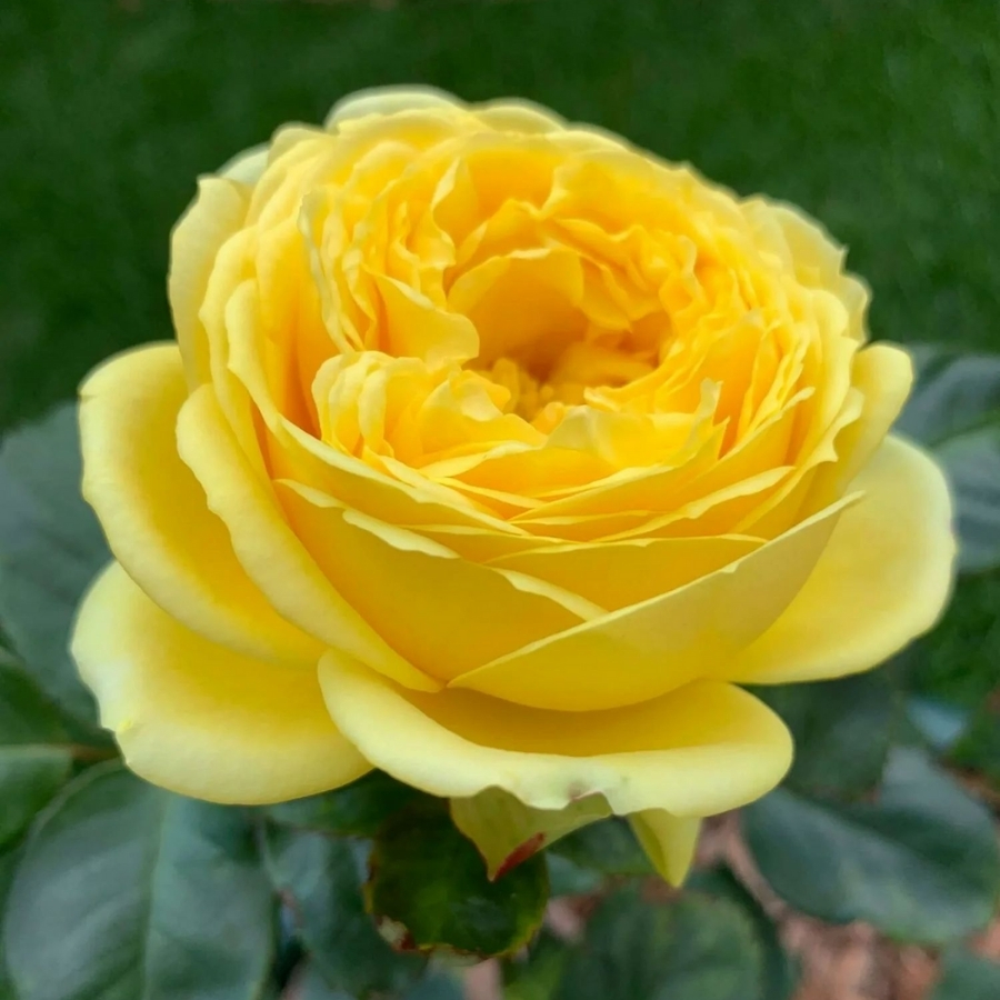 Роза Каталина в горшке - Dolina-Sad.Ru