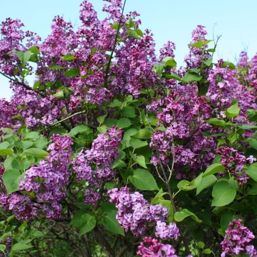 Сирень обыкновенная Аметист, С2 Сирень обыкновенная Аметист, С2 - Dolina-Sad.Ru