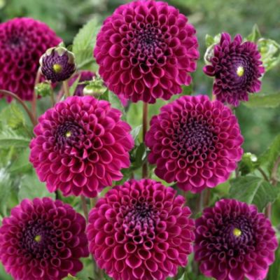 Георгина Лилак Булл Георгина Лилак Булл - Dolina-Sad.Ru