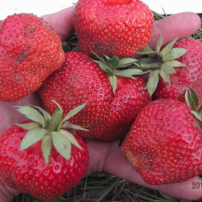 Комплект саженцев клубники Вима Тарда Комплект саженцев клубники Вима Тарда - Dolina-Sad.Ru