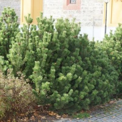 Сосна Горная Сосна Горная фото