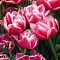 Тюльпан Коламбус Тюльпан Коламбус фото