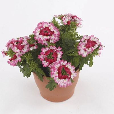 Вербена Дримс Ред Шадес - Dolina-Sad.Ru