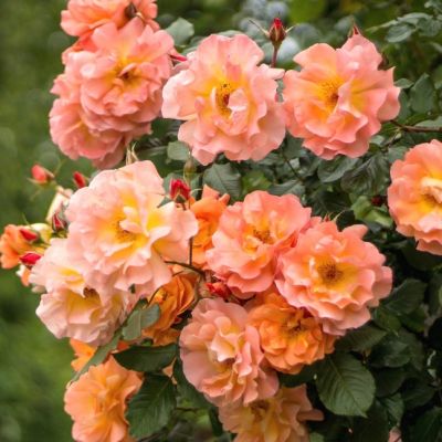 Роза Файрс Спаркс Роза Файрс Спаркс - Dolina-Sad.Ru